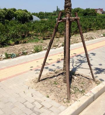 绿化杉木杆    南通园林绿化工程用 杉木桩 杉木棍 盐城绿化支撑杆1