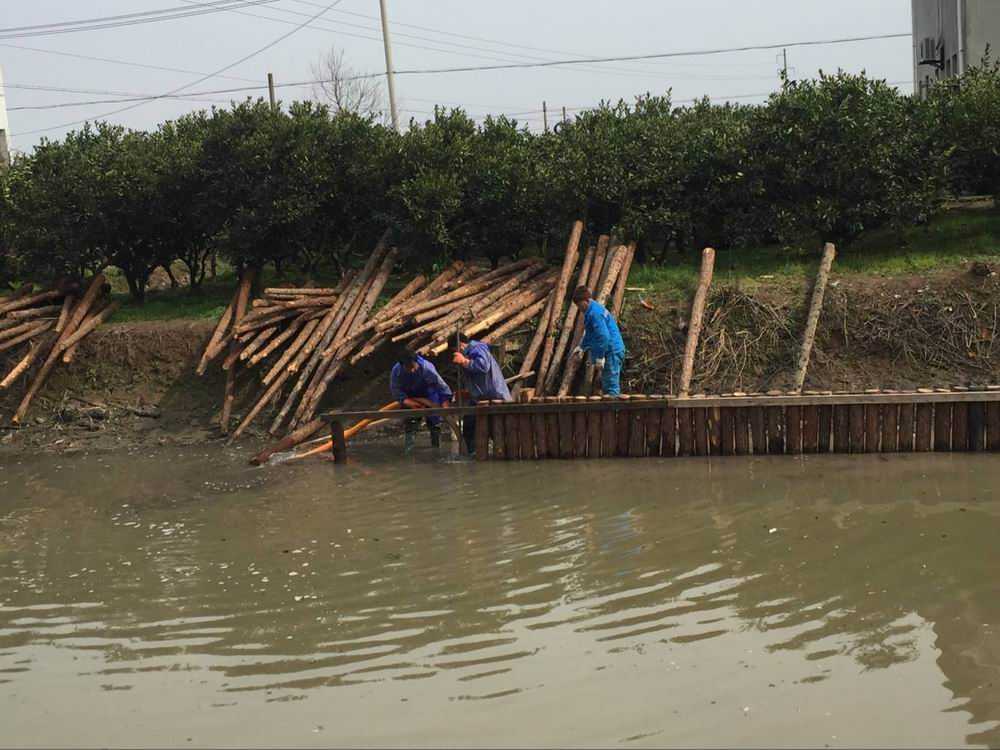 杉木桩批发基地